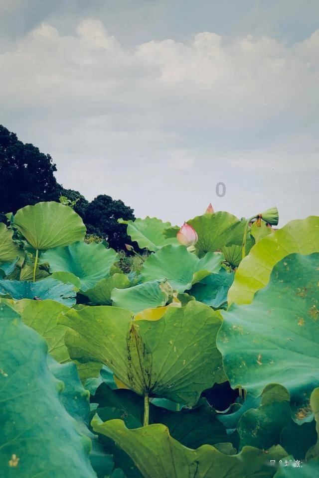 逗小猴开心系列214